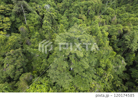 熱帯雨林の森 120174585