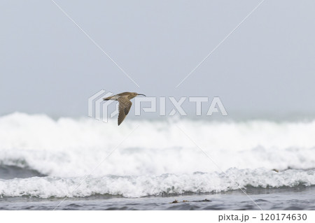 チュウシャクシギの飛翔 120174630