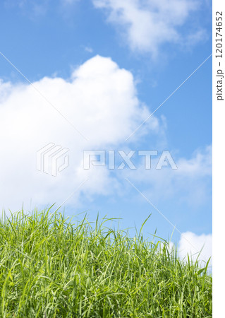 夏草と青空 夏草と青空 120174652