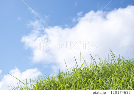 夏草と青空 120174653