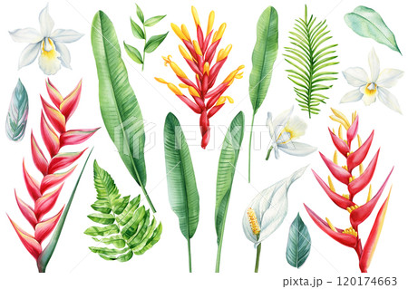 Vibrant tropical watercolor leaves, flowers set. Exotic hand-painted botanical illustration. Orchids, palm, heliconia Vibrant tropical watercolor leaves, flowers set. Exotic hand-painted botanical illustration. Orchids, palm, heliconia 120174663