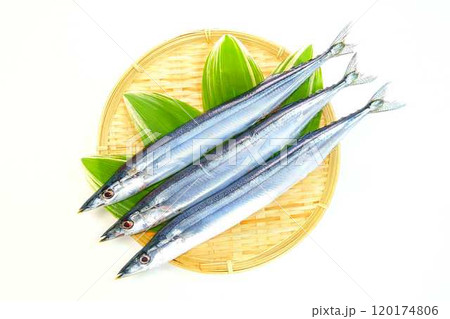 サンマ 秋刀魚 さんま サンマ 秋刀魚 さんま 120174806