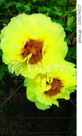 黄色い牡丹の花の風景 120174817