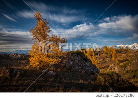 Golden autumn trees in scenic Altai mountains landscape 120175196
