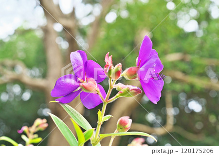 紫色のシコンノボタンの花（秋、十月） 120175206