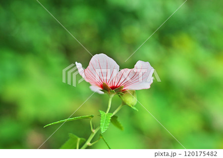 白いタカサゴフヨウの花(秋、十月) 白いタカサゴフヨウの花(秋、十月) 120175482
