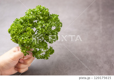 パセリを持つ手 パセリを持つ手 120175615
