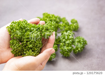 パセリを持つ手 120175620
