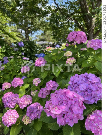 ピンクの紫陽花 120175653