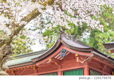 塩釜神社　満開の桜 120175670