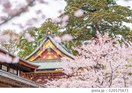 塩釜神社 満開の桜 塩釜神社 満開の桜 120175671