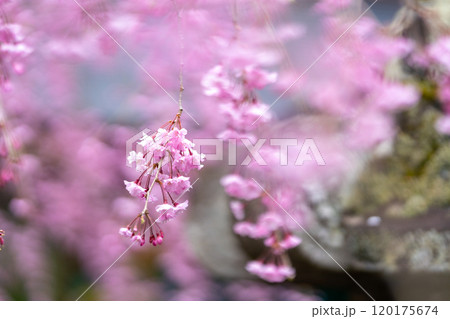 塩釜神社 八重紅枝垂 ヤエベニシダレ 京都御所より下賜され初代仙台市長遠藤庸治が増殖に努め別名遠藤桜 塩釜神社 八重紅枝垂 ヤエベニシダレ 京都御所より下賜され初代仙台市長遠藤庸治が増殖に努め別名遠藤桜 120175674