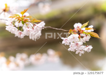 塩釜神社 佐野桜 サノザクラ 塩釜神社 佐野桜 サノザクラ 120175677