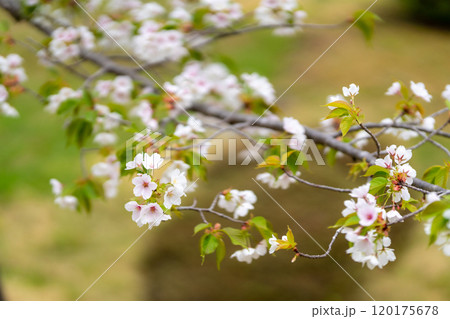 塩釜神社　大島桜　オオシマザクラ　桜餅を包む葉は塩漬け 120175678