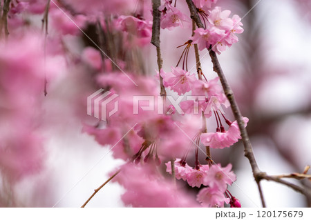 塩釜神社 八重紅枝垂 ヤエベニシダレ 京都御所より下賜され初代仙台市長遠藤庸治が増殖に努め別名遠藤桜 塩釜神社 八重紅枝垂 ヤエベニシダレ 京都御所より下賜され初代仙台市長遠藤庸治が増殖に努め別名遠藤桜 120175679
