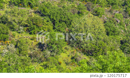 Mediterranean Forest Scrub, Spain Mediterranean Forest Scrub, Spain 120175717