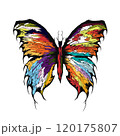 Dark butterfly design, isolated insect, Multicoloured pattern, butterfly concept 120175807