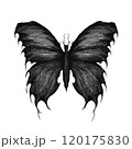 fantasy butterflies, black and white, digital, geometric shapes 120175830