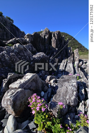 ハマナデシコ 岩場で咲き誇る 秋 (四国 高知県 室戸岬) ハマナデシコ 岩場で咲き誇る 秋 (四国 高知県 室戸岬) 120175982