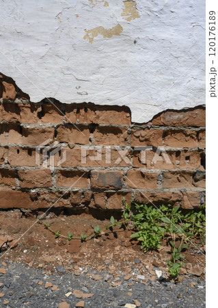 A fragment of a painted, whitewashed, peeling brick wall and a bush of grass A fragment of a painted, whitewashed, peeling brick wall and a bush of grass 120176189
