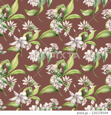 Watercolor seamless pattern of jasmine bunch, buds, leaves isolated. Botanical repeated texture of white flowers hand drawn in soft colors. Floral foliage background for design textile, package, paper 120176504