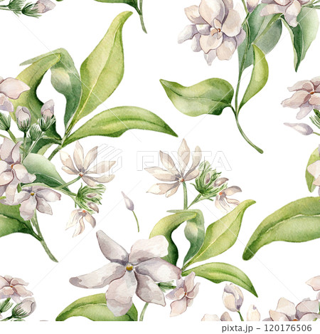 Watercolor seamless pattern of jasmine bunch, buds, leaves isolated. Botanical repeated texture of white flowers hand drawn in soft colors. Floral foliage background for design textile, package, paper 120176506