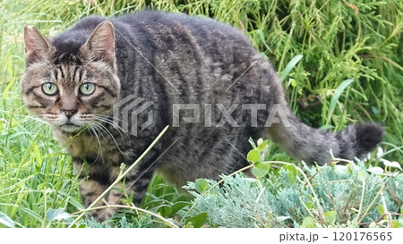 のらねこ のらねこ 120176565