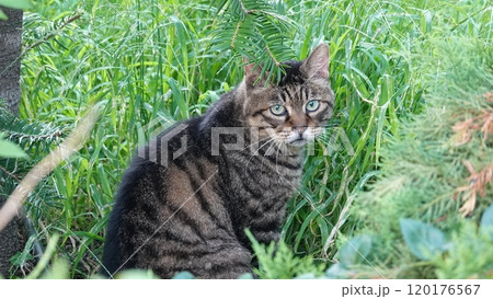 のらねこ 120176567