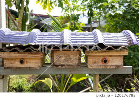 wooden house of stingless bee 120176798
