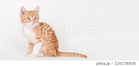 Cute red kitten on a light background 120176938