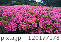 Stunning pink Azalea blossoms in full bloom 120177178