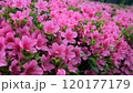 Stunning pink Azalea blossoms in full bloom 120177179