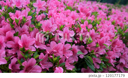 Stunning pink Azalea blossoms in full bloom 120177179