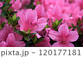 Stunning pink Azalea blossoms in full bloom 120177181