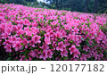 Stunning pink Azalea blossoms in full bloom 120177182