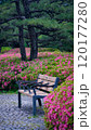 Public park bench surrounded by vibrant pink azalea blossoms in full bloom, showcasing garden beauty and spring colors. Ideal for nature, floral, and outdoor themes, capturing vibrant landscapes. 120177280