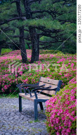 Public park bench surrounded by vibrant pink azalea blossoms in full bloom, showcasing garden beauty and spring colors. Ideal for nature, floral, and outdoor themes, capturing vibrant landscapes. Public park bench surrounded by vibrant pink azalea blossoms in full bloom, showcasing garden beauty and spring colors. Ideal for nature, floral, and outdoor themes, capturing vibrant landscapes. 120177280