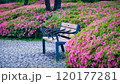 Public park bench surrounded by vibrant pink azalea blossoms in full bloom, showcasing garden beauty and spring colors. Ideal for nature, floral, and outdoor themes, capturing vibrant landscapes. 120177281
