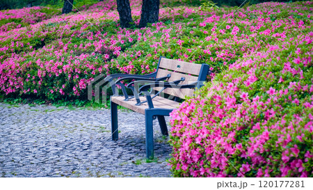 Public park bench surrounded by vibrant pink azalea blossoms in full bloom, showcasing garden beauty and spring colors. Ideal for nature, floral, and outdoor themes, capturing vibrant landscapes. Public park bench surrounded by vibrant pink azalea blossoms in full bloom, showcasing garden beauty and spring colors. Ideal for nature, floral, and outdoor themes, capturing vibrant landscapes. 120177281
