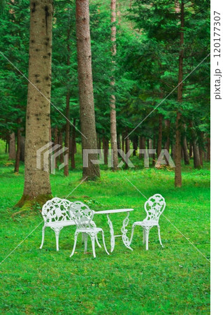 開田高原 ドイツトウヒの森にある白いテーブルとイス 開田高原 ドイツトウヒの森にある白いテーブルとイス 120177307