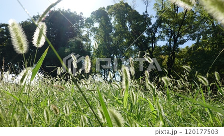たくさんのエノコログサ たくさんのエノコログサ 120177503
