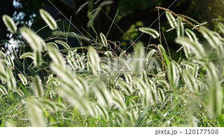 たくさんのエノコログサ たくさんのエノコログサ 120177508