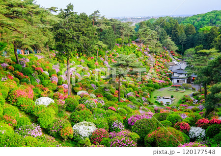 東京都　青梅市　春　塩船観音寺　 120177548