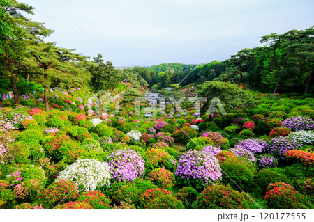 東京都 青梅市 春 塩船観音寺 東京都 青梅市 春 塩船観音寺 120177555