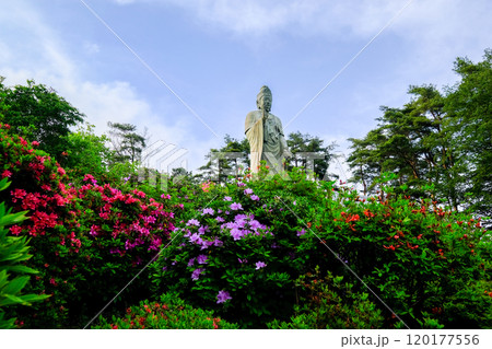 東京都　青梅市　春　塩船観音寺　 120177556
