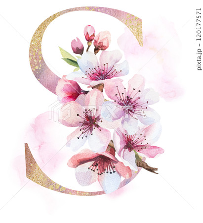 Watercolor and golden letter S with pink cherry flowers and buds, wedding sakura isolated element 120177571