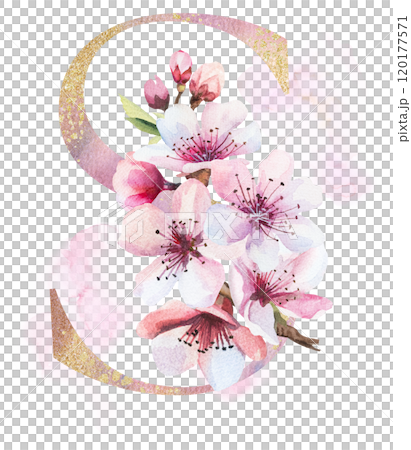 Watercolor and golden letter S with pink cherry flowers and buds, wedding sakura isolated element 120177571
