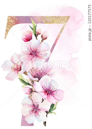 Watercolor and golden number 7 with pink cherry flowers and buds, wedding sakura isolated element Watercolor and golden number 7 with pink cherry flowers and buds, wedding sakura isolated element 120177575