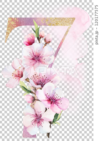Watercolor and golden number 7 with pink cherry flowers and buds, wedding sakura isolated element Watercolor and golden number 7 with pink cherry flowers and buds, wedding sakura isolated element 120177575