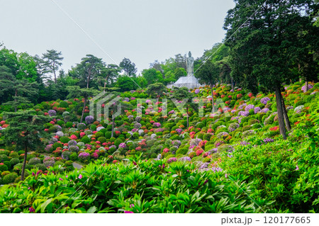 東京都　青梅市　春　塩船観音寺　 120177665